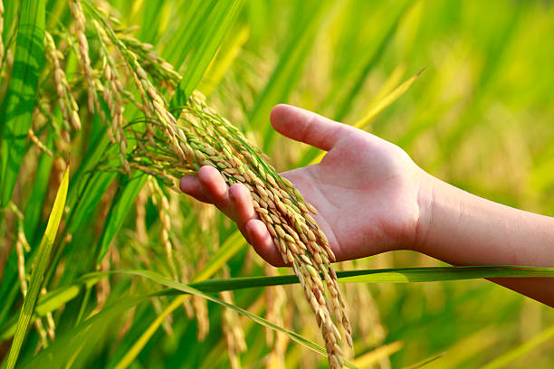 Rice cultivation
